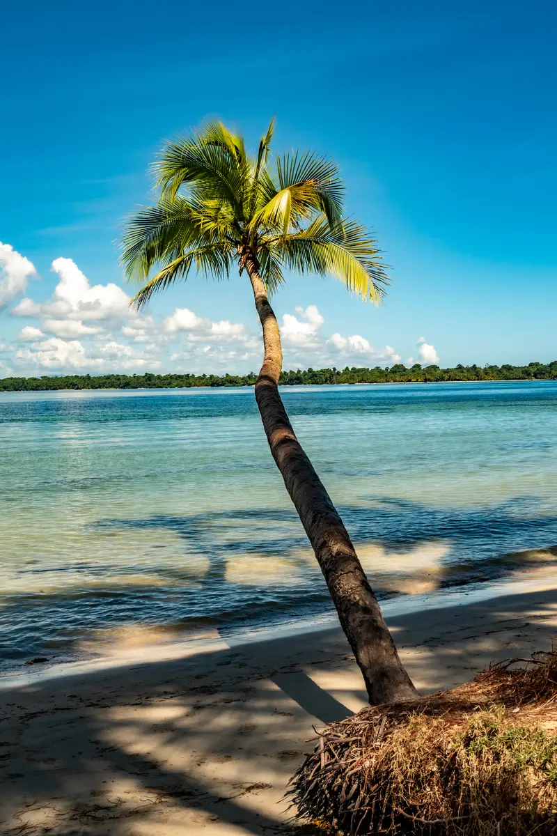 Palm Trees Peace and Quiet