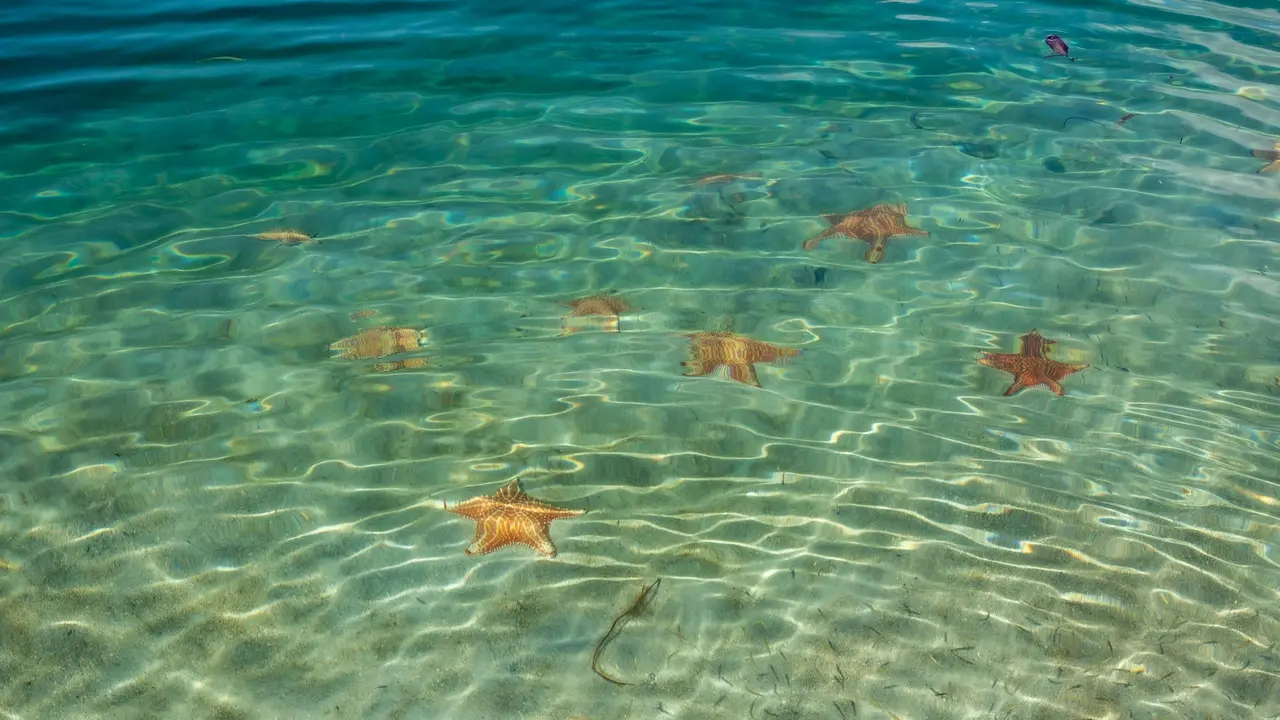 Starfish at playa estrella