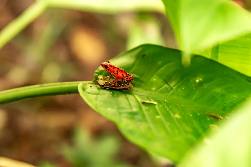 Roter Frosch Roter Frosch