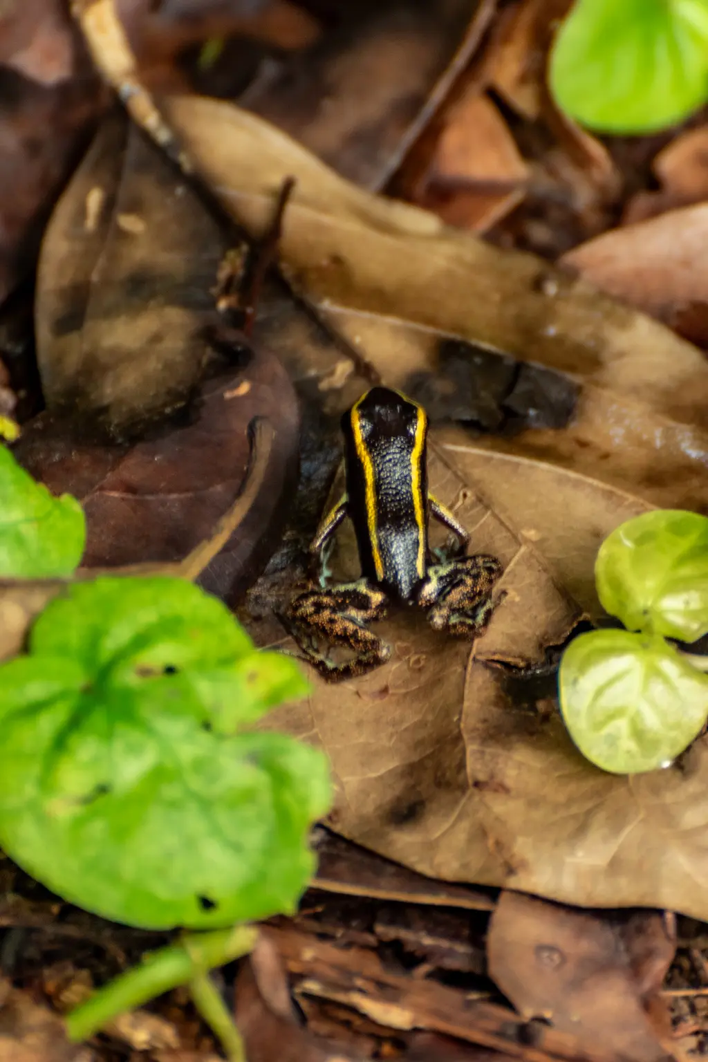 Frogs in the jungle Frogs in the jungle