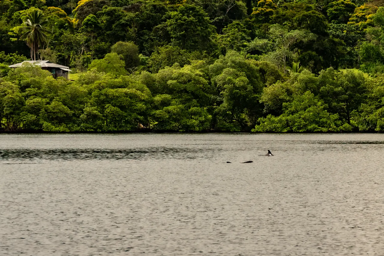 dolfins in the bay dolfins in the bay