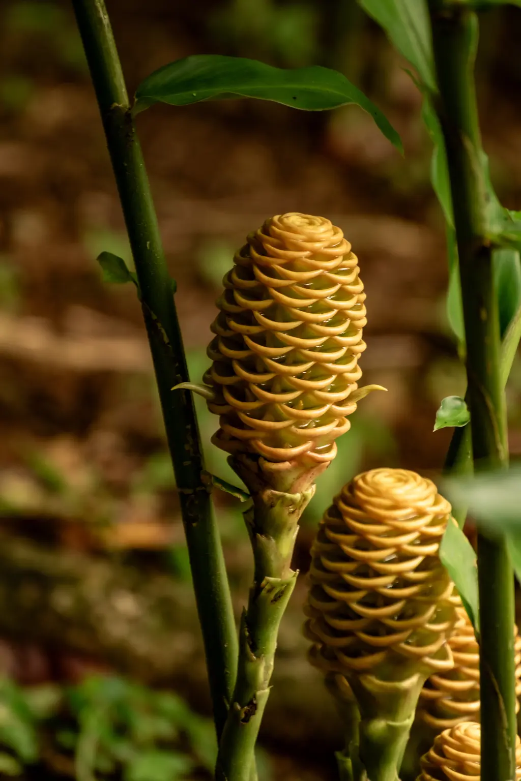 ginger cones ginger cones