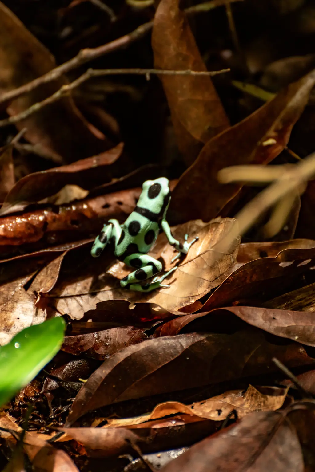 green frog in the jungle green frog in the jungle