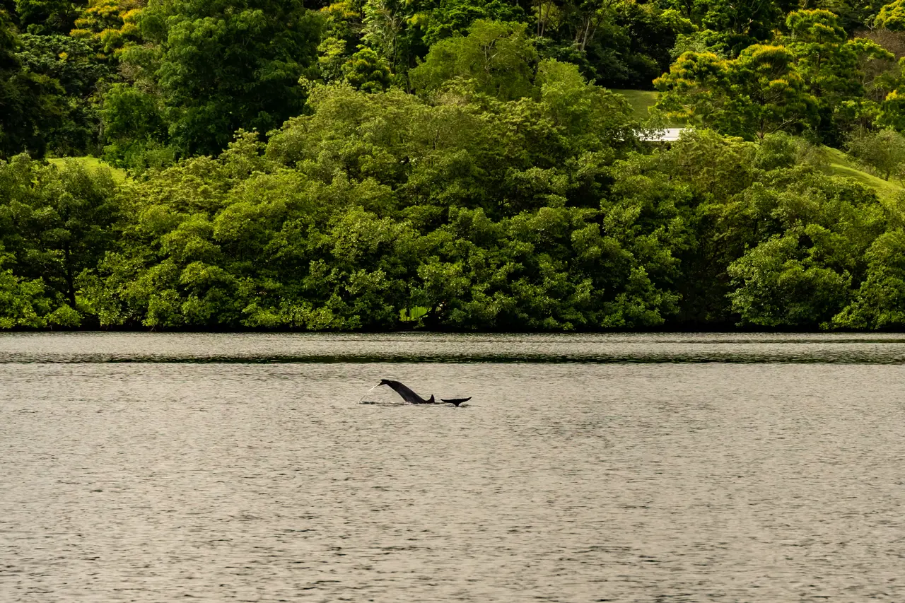 playful dolphins playful dolphins