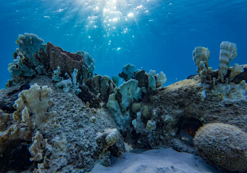 Coral underwater pic dji osmo action 3