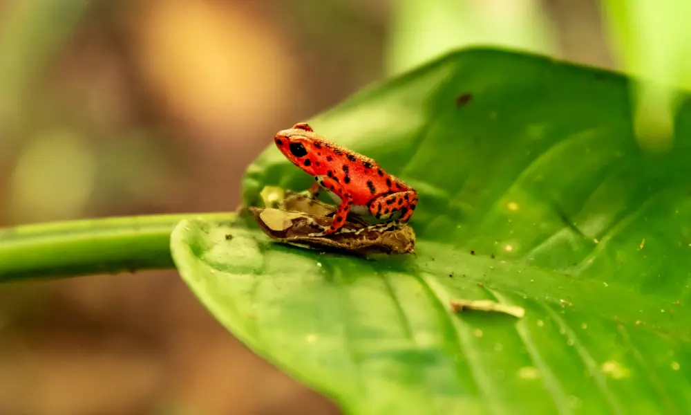 Red frog on a leaf